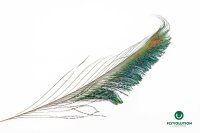 Pfauenschwertfedern Peacock Swords 2 Paar