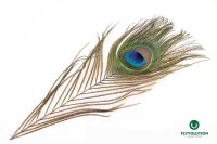 Pfauenaugenfedern Peacock Eyes 2 Stk