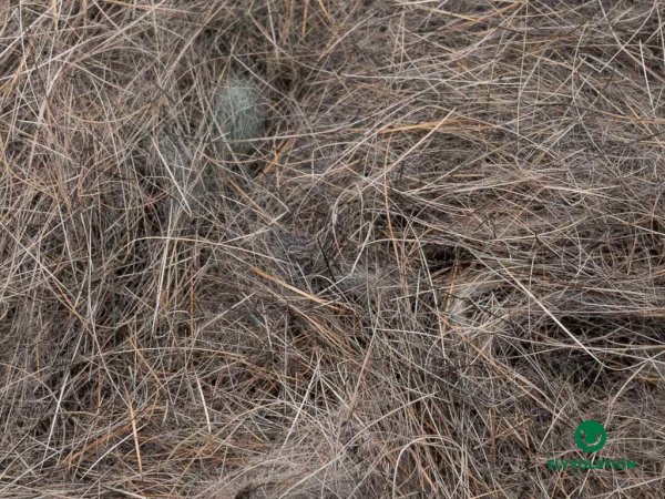 Real Hare Dubbing