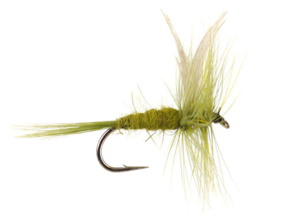 Olive Dun 14