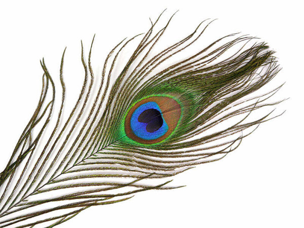 Pfauenaugenfedern PEACOCK EYE