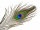 Pfauenaugenfedern PEACOCK EYE
