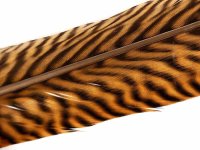 Goldfasan Stoßfeder Pheasant Tail Feather