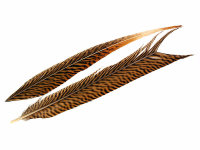 Goldfasan Stoßfeder Pheasant Tail Feather